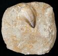 Mosasaur (Prognathodon) Tooth In Matrix #14248-1